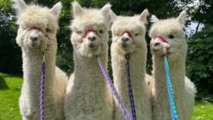 Welsh Alpaca Show picks Wales Air Ambulance as charity of the show